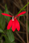 Cardinal flower